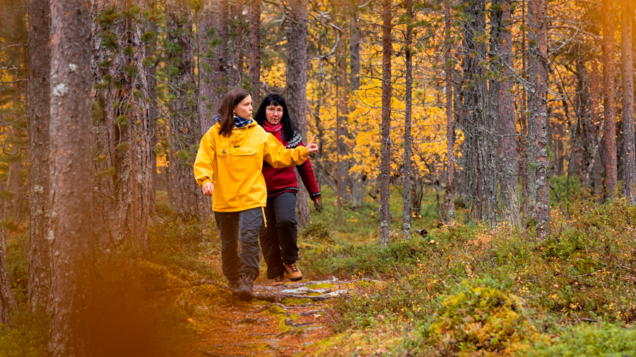 Kaksi henkilöä kävelee metsässä.